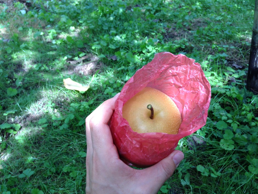 梨は種類によって赤袋と白袋に分類されています。