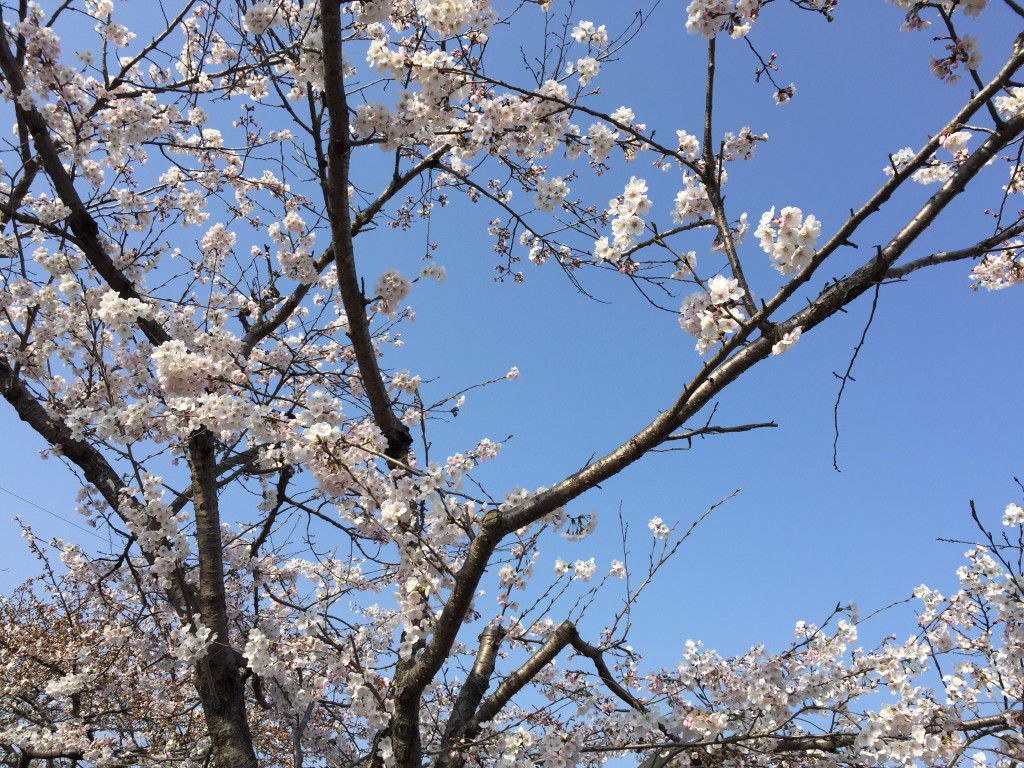 一の坂川の桜並木