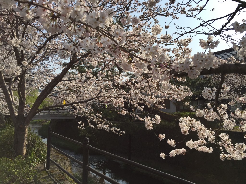 一の坂川の桜並木