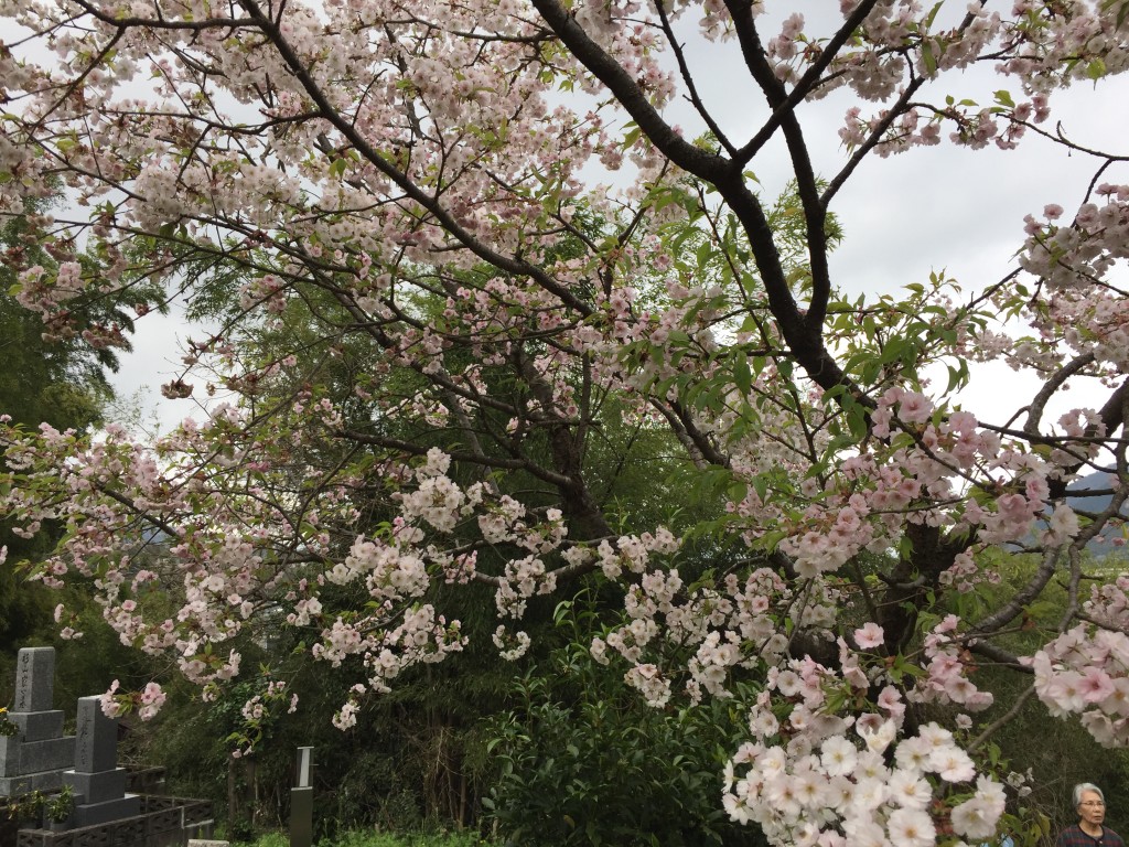 オゴオリザクラが咲いている。