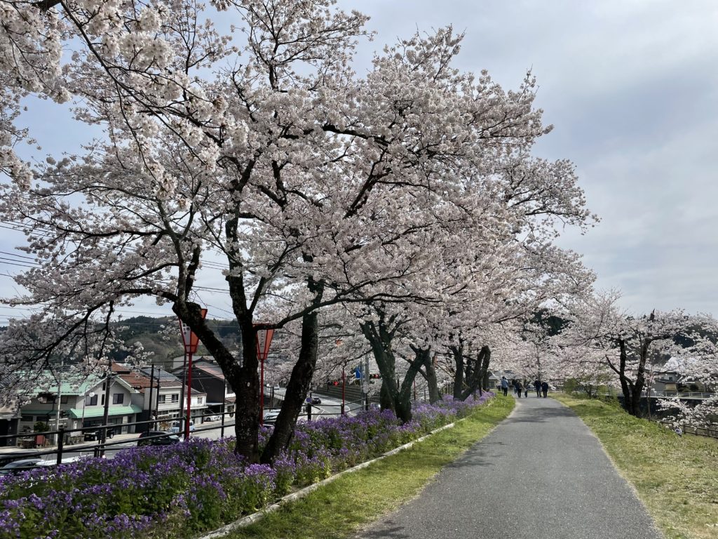 800本もの桜が2kmにわたり並んでいる。