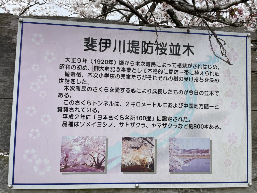 斐伊川堤防桜並木の案内板。