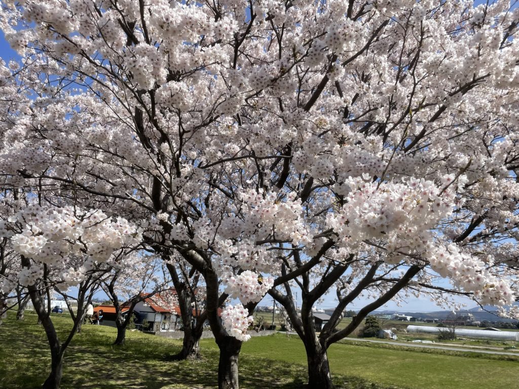 桜に近寄ってみた。花がぎっしり詰まってる。