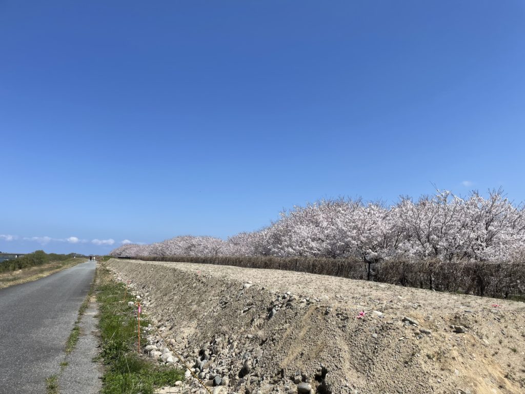 堤防側から桜を見る。