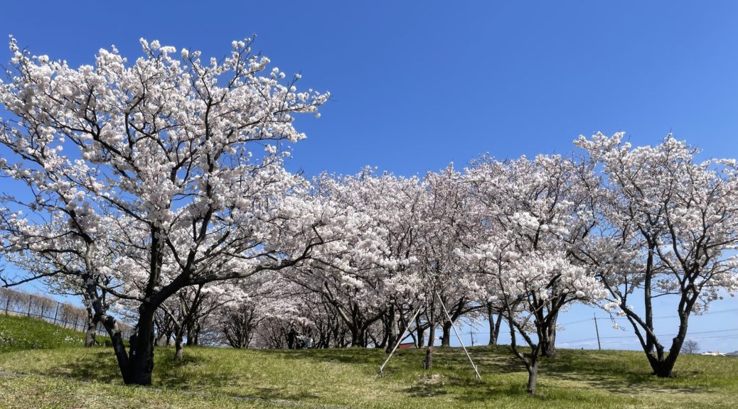 桜堤の桜。晴天によく映える。