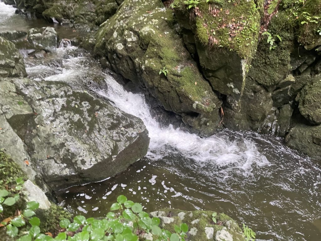 渓流を流れる水は透き通ってきれいです。